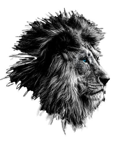 lion profile 2
